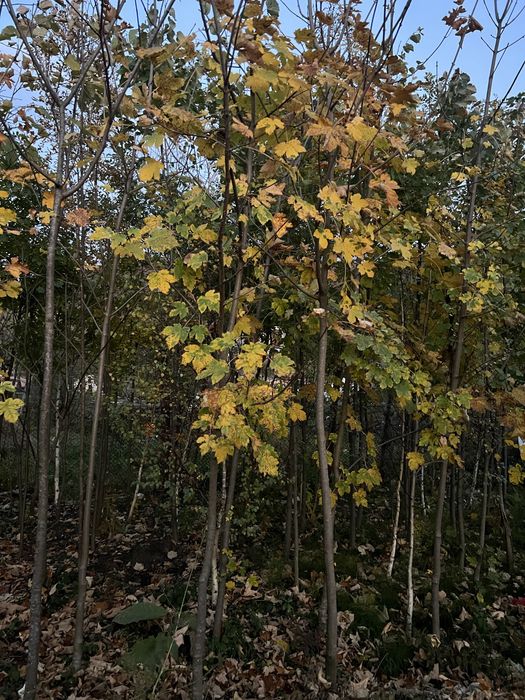 Artar romanesc 3m - 9m livare oriunde in tara