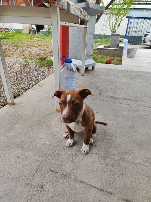 Питбуль с хорошей родословной