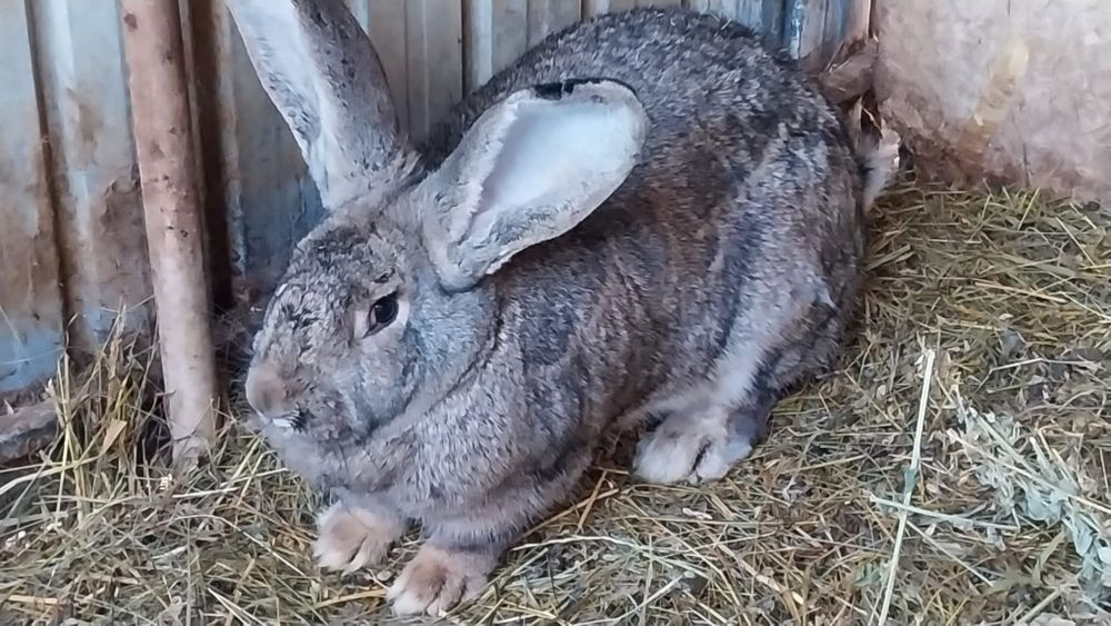 Iepuri uriaș german