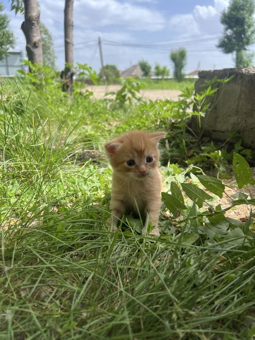 Отдам котят бесплатно