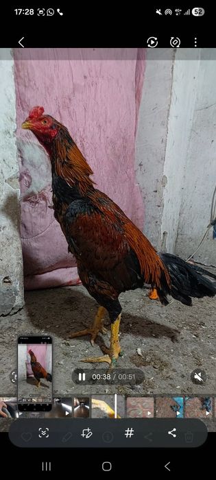 Дакан. Бойцовский петух