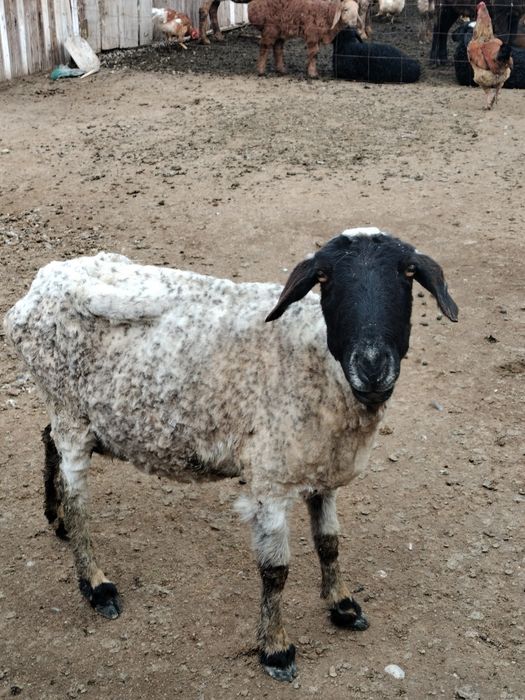 Козылы кой сатылады