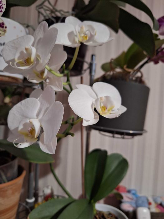 Орхидеи в саксия