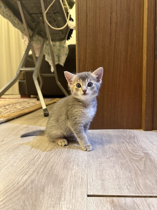 Продаем котенка девочку