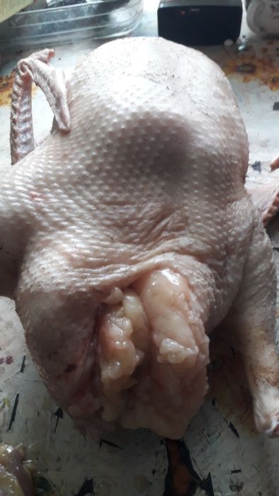 Гуси Домашние...