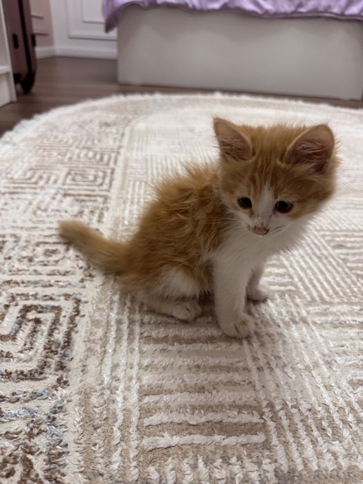 Отдаются котята в хорошие руки