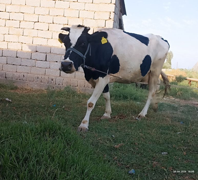 Ona bola sigir sotiladi