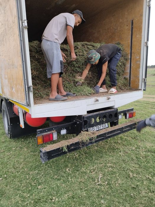 Tabiiy chim va ajriq