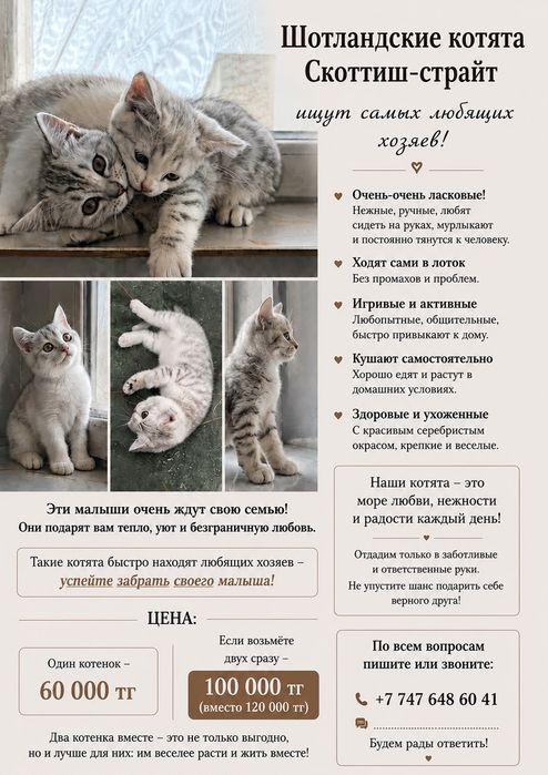 Шотландские котята