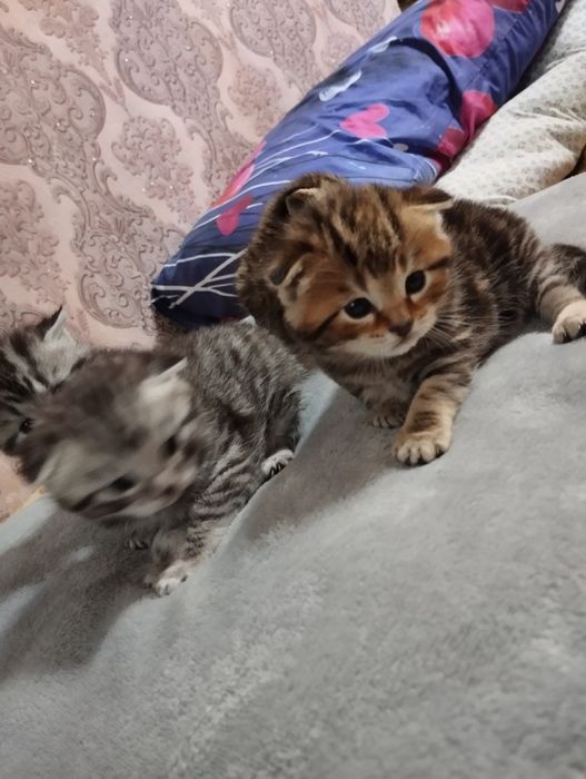 Шотландский котята