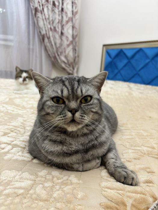 Отдам в добрые руки