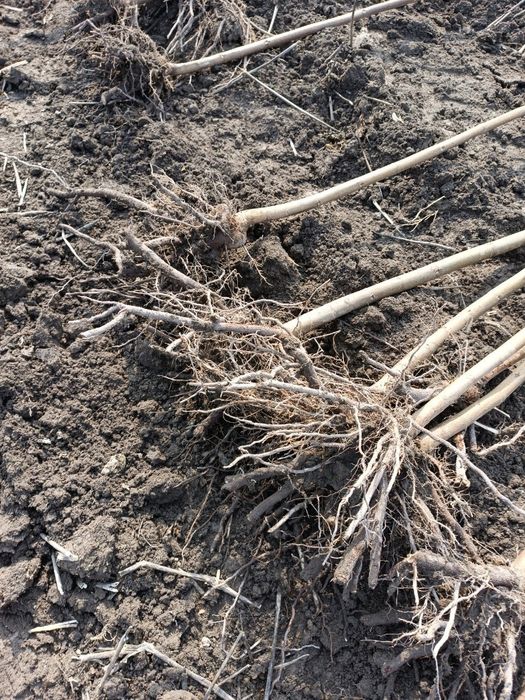 Pavloniya kochatlarimiz sotuvda bor arzon narxlarda