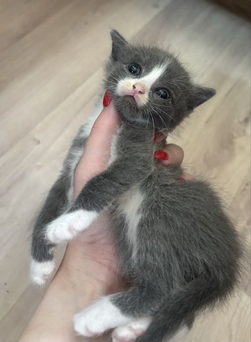 Отдам котенка(мальчик)