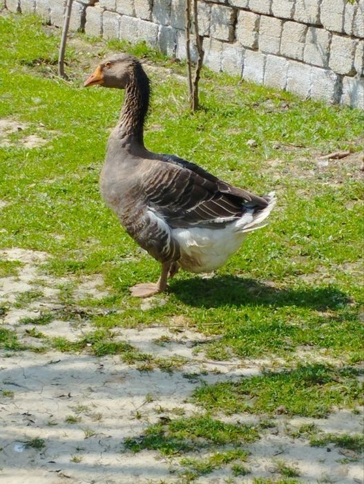 Крупные серые гуси