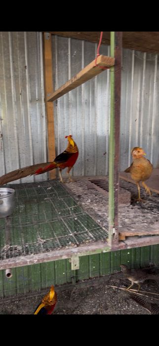 Vand oua fazani auriu pe rosu