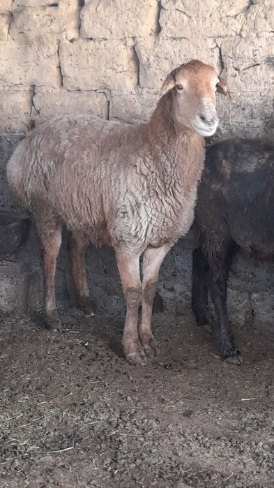 Ірі семіз қой...