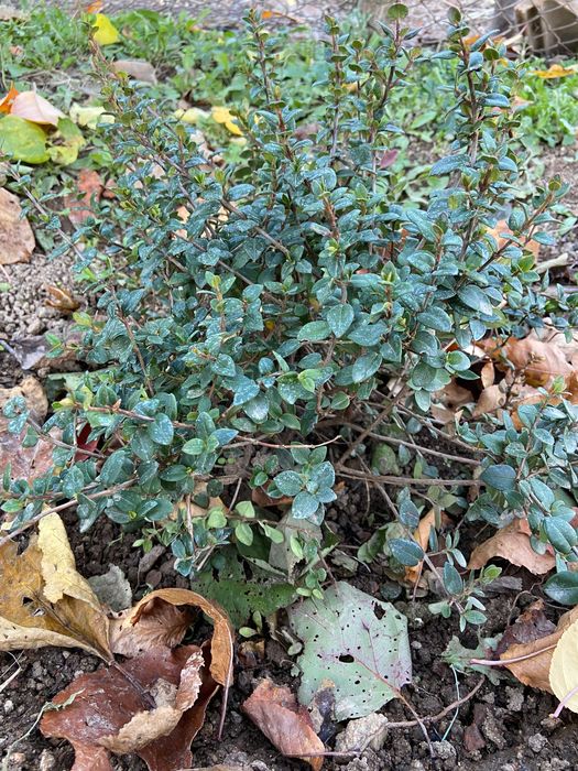 Ягодова мирта, чилийска гуава, Ugni molinae, растения плододаващи