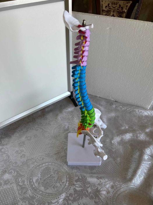 Анатомическая модель позвоночника человека (на подставке)