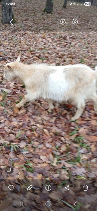 Vand 5 iezi de anul acesta