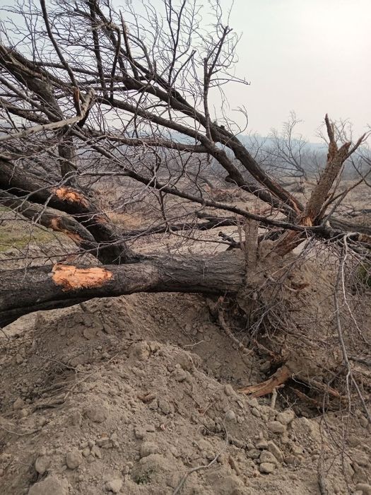 O'rik o‘tinlar sotiladi 15-20 yillik ko‘chirilgan tayyor