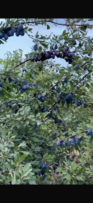Prune de vânzare 1 leu pe kg ( le culegeți dvs )