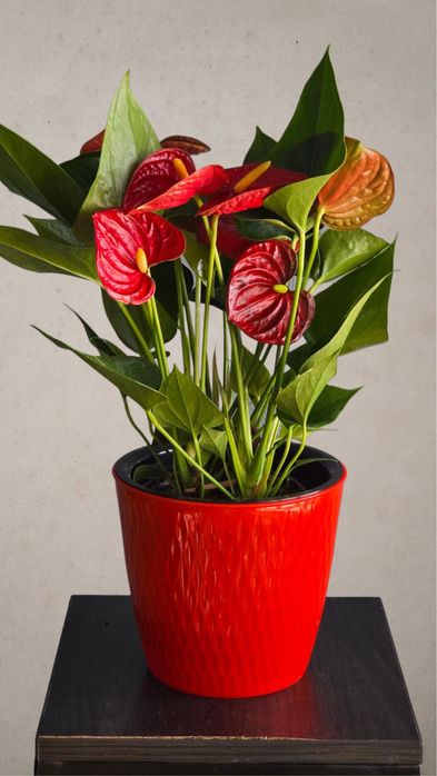 Цветок Антуриум известный как мужское счастье