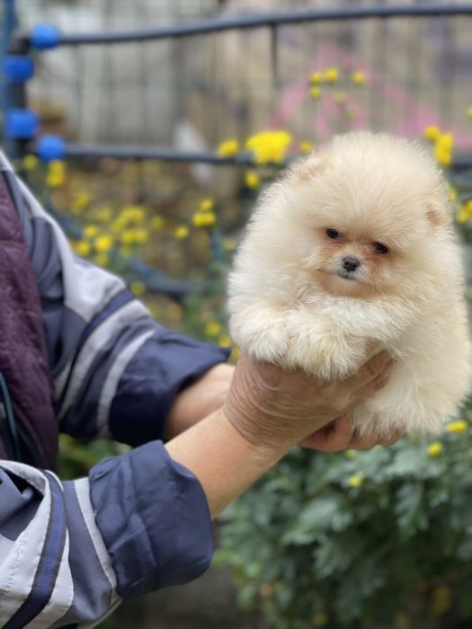 Померан мини