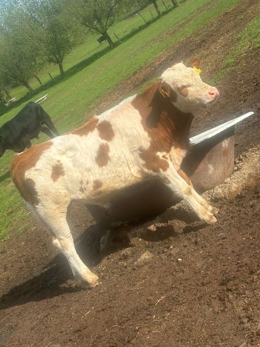 Tăuraș și Vitea bălțata românească