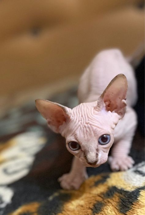 Котята канадский сфинкс