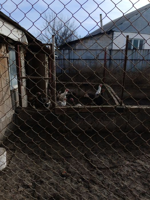 Продается индюки