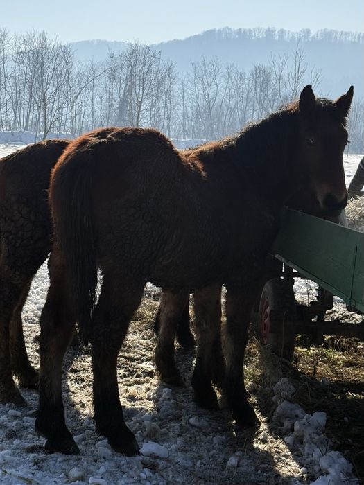 Vând un mânz de aproximativ 8 luni