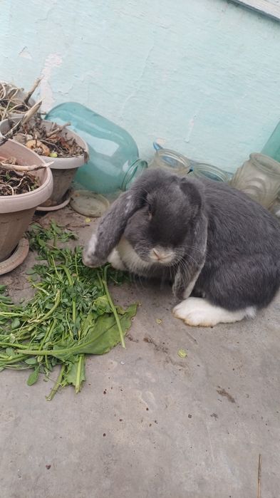Продам кролиху и крола