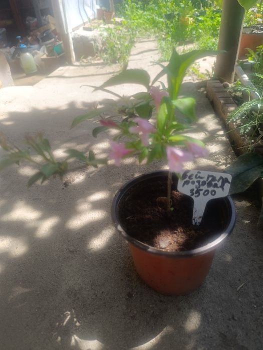 Продам кустарники