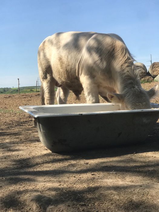 Taur cahrolaise
