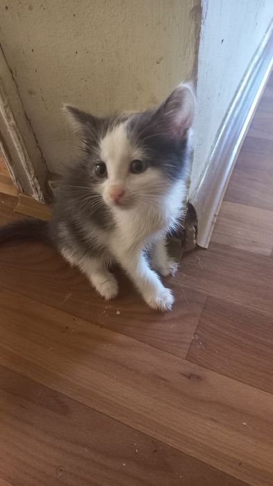 Милые котята девочки
