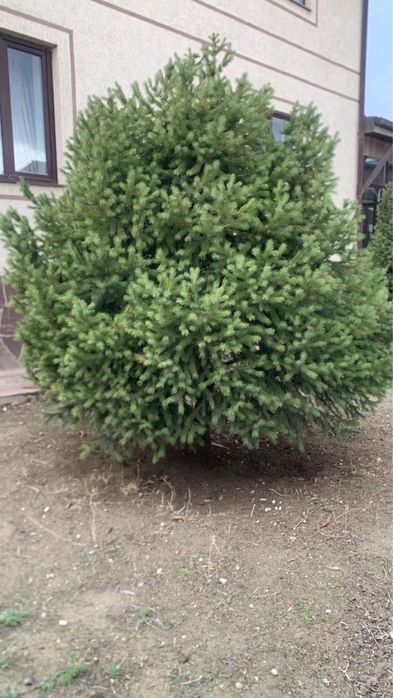 Тяньшянская зеленая елка