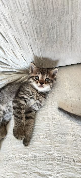 Котята в доброе руки