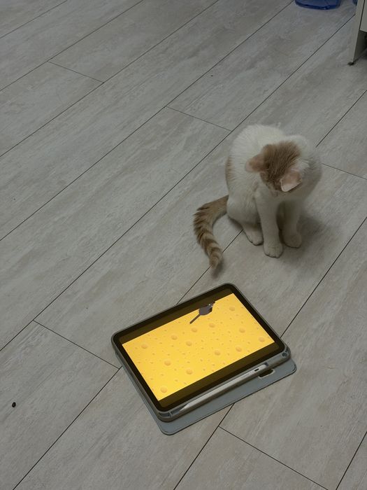 Кошка Котята Шотландка