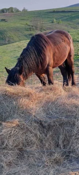 Vand 2 harmasari tineri.