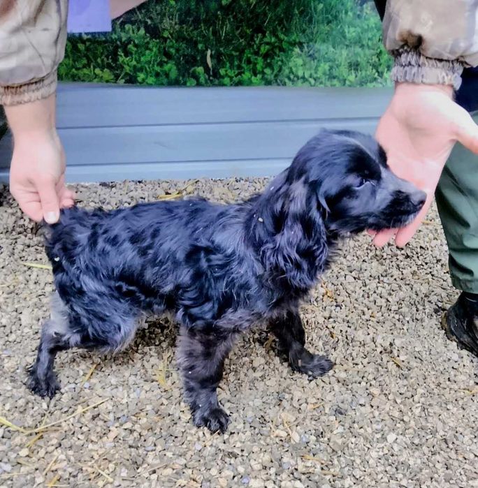 Кокер-бретон шпаньол