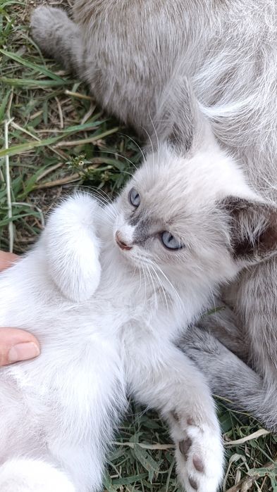 Отдам котят в добрые руки