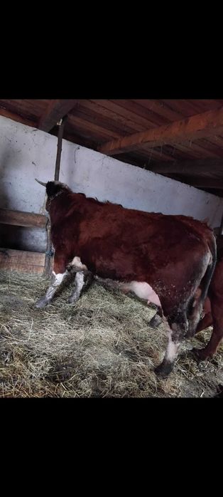 Disponibilă junincă gata de fatat