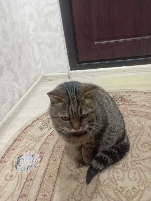 Кошечка ищет хозяина