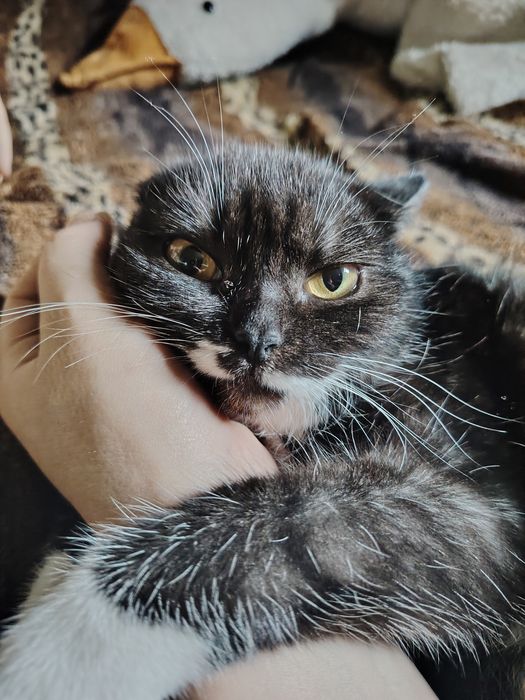 Красотка в добрые ручки!!!