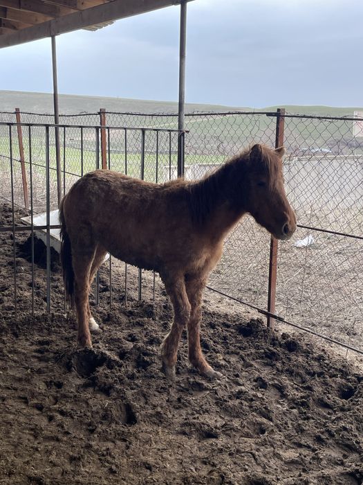 Семіз үрғашы таи сатылады
