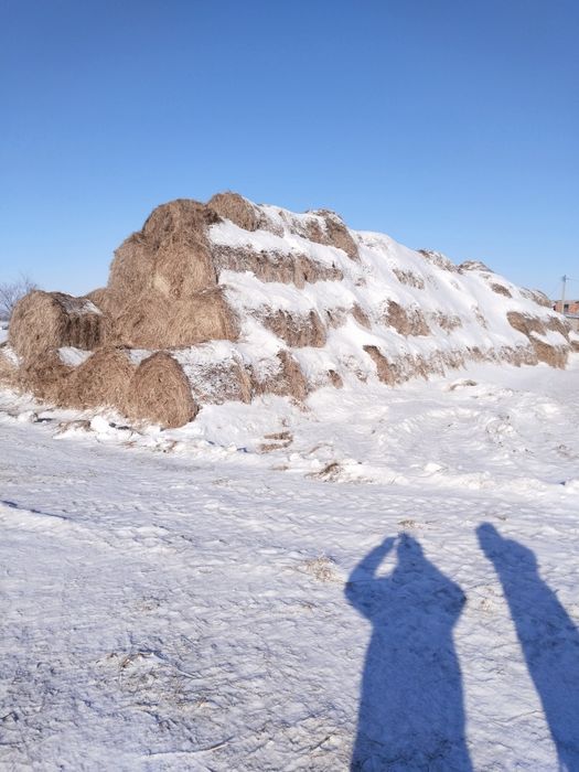 Сено тюковое 2024г самовывоз