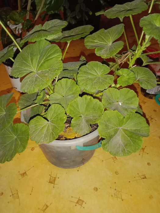 Комнатные растения