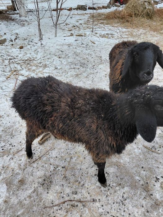 Тоқты бар бағылған