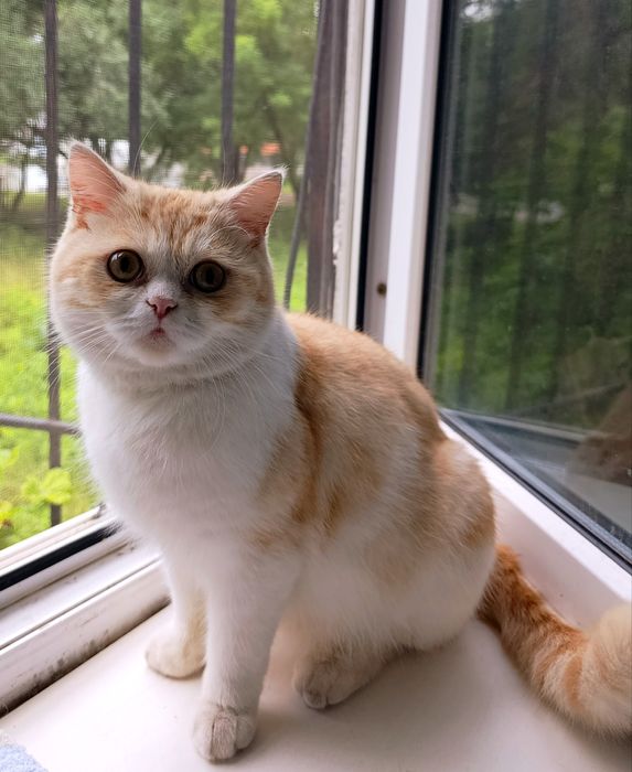 Котик,молодой котик