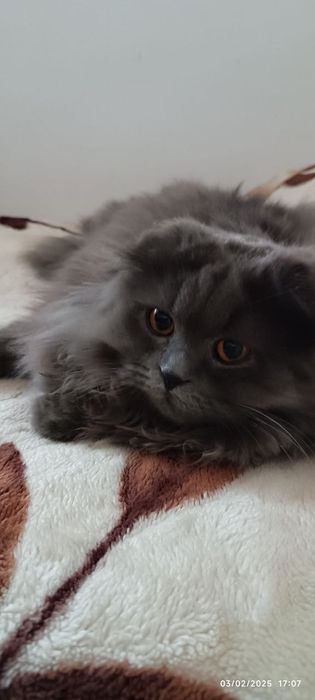 Скоттиш-фолд пушистый